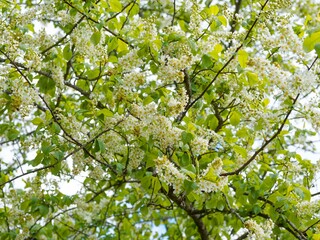 Fototapeta premium (Prunus padus) Abundant flowering in racemes of the wild cherry tree with white petals, a yellow center, and long stamens on short peduncles, surrounded by medium green foliage 