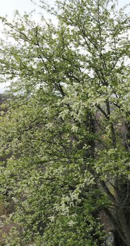 Prunus padus | Bird cherry - Hackberry - Mayday tree. Tree with narrow crown with upright brown adorned with magnificent white spring flowering in long clusters between matt bluish-green leaves
