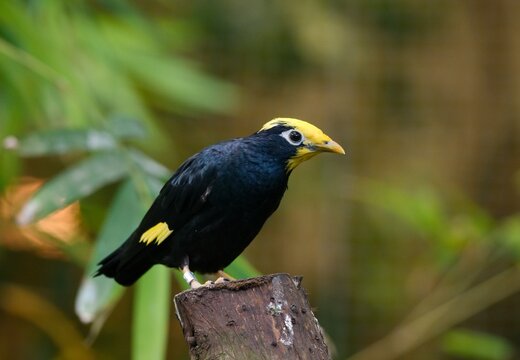 Golden-crested myna