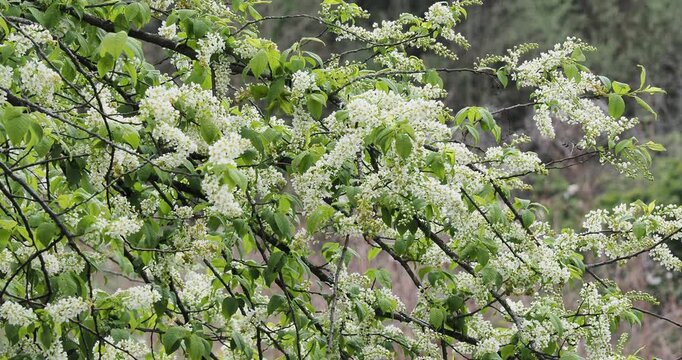 Prunus padus | Bird cherry tree or Hackberry shrub with abundant inflorescence of fragrant long drooping erect clusters of white flowers along arching twigs clothed with green oval and pointed leaves