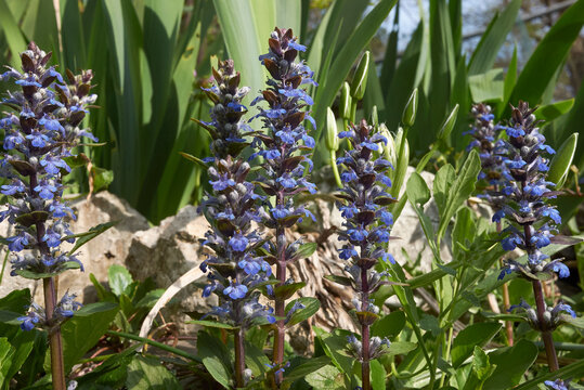 Ajuga reptans plant in bloom