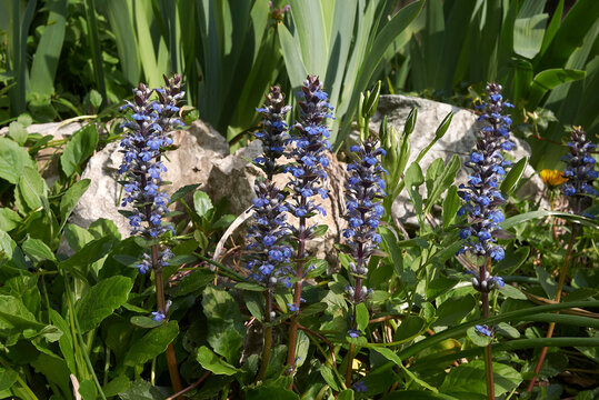 Ajuga reptans plant in bloom