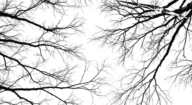 Leafless tree branches silhouettes composition in black and white, intricate winter twigs, natural forest texture background, organic lines illustration for design and artistic layouts