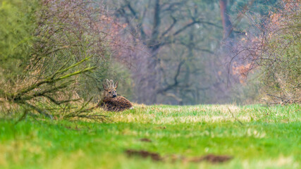 Ein Reh in einer Waldlichtung im zeitigen Frühjahr © DZiegler