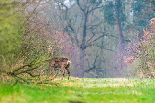 Ein Reh in einer Waldlichtung im zeitigen Fr&uuml;hjahr