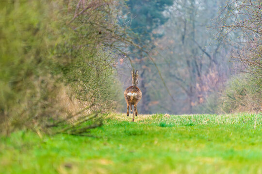 Ein Reh in einer Waldlichtung im zeitigen Fr&uuml;hjahr