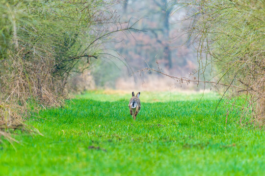 Ein hase rennt auf einer Waldlichtung im zeitigen Fr&uuml;hjahr