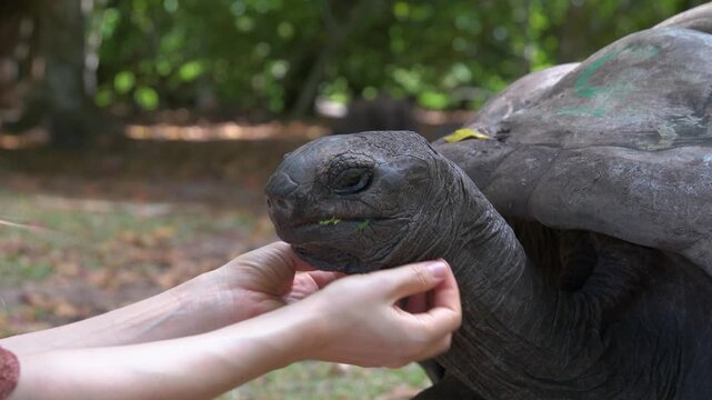 A person gently pets a giant tortoise in Seychelles during a real-time 4K video, capturing a calm and intimate wildlife moment on a tropical vacation.