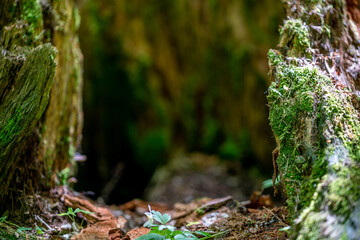 Kawałek drzewa © Michal