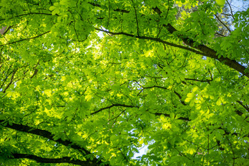 Kasztanowiec © Michal