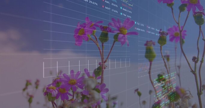 Displaying magenta wildflowers with yellow centers overlapping digital charts in meadow, gridlines