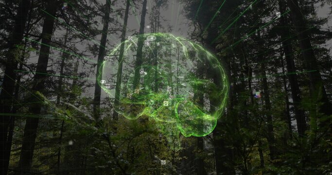 Glowing neon holographic brain hovering in misty conifer forest, casting radial green beams