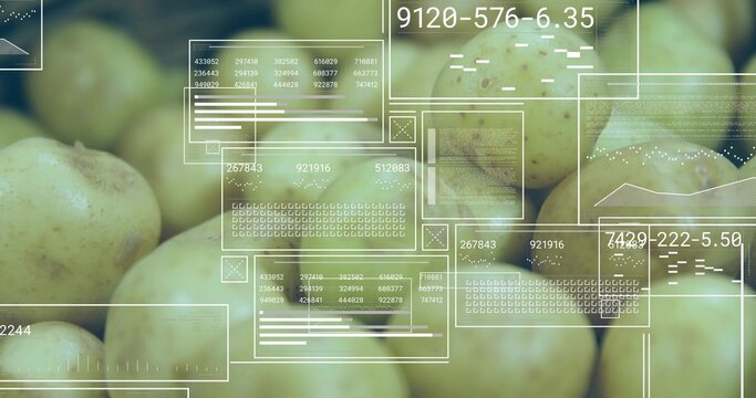Scanning cluster of light-brown potatoes undergoing inspection in produce bin, with HUD panels