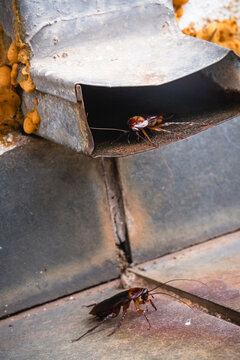close up photo of cockroaches coming out of an old rusty rain gutter, old house in need of pest control, pest control problem, central focus photo of isnet causing infestation in old residence