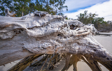 Fototapeta premium close up details of weathered driftwood on Jekyll Island in Georgia
