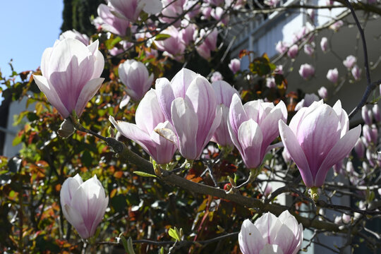 magnolienbl&uuml;te