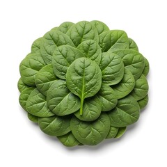 Obraz premium Fresh green spinach leaves on white background