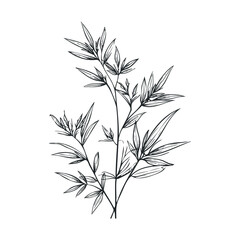Fototapeta premium Elegant bamboo plant branches with delicate leaves are beautifully rendered in a hand-drawn illustration style, perfect for various design projects.
