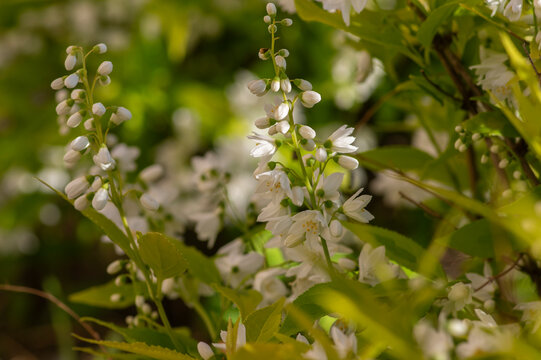Deutzia gracilis duncan Chardonnay pearls bright white flowering shrub, beautiful ornamental flowers in bloom