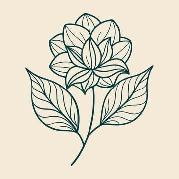 minimal elegant botanical line art flowers