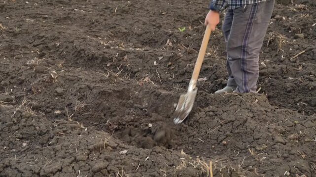 Farmer using a shovel to dig soil in a field, showcasing the process of tilling land for planting crops in a rural agricultural setting