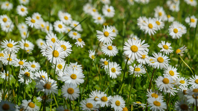 margherite nel prato