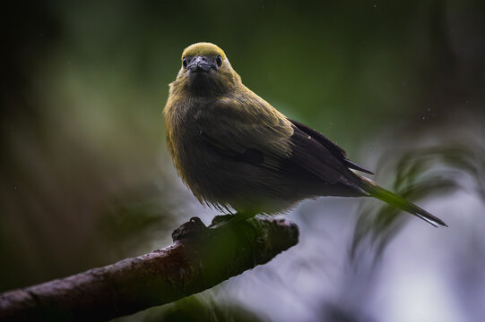 Palm tanager (Thraupis palmarum)
