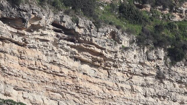 Griffon Vultures (Gyps fulvus) flying, landing and taking off from steep cliffs in Cyprus
