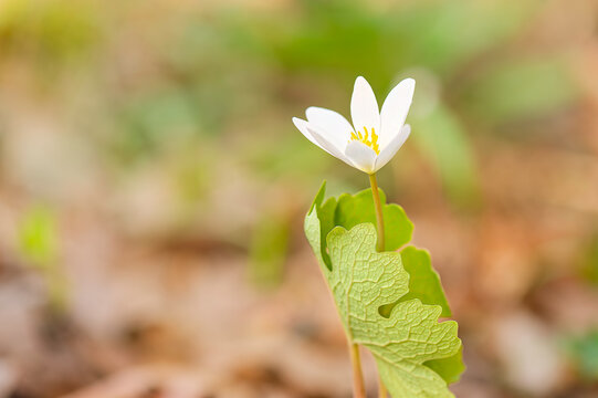closeup of white bloodroot wildflower