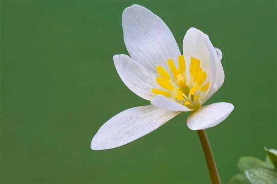 closeup of white bloodroot wildflower