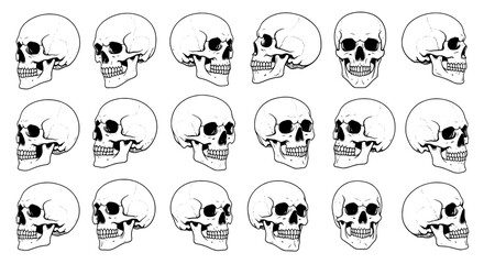 Obraz premium Skulls set with various black line art illustrations and side views, skulls in different angles and expressions
