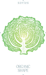 Cabbage Cross Section Organic Shape Vector Abstract Vegetable Element