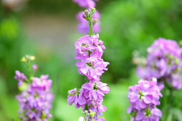 Obraz premium Violet flowers blooming in the garden with soft background 