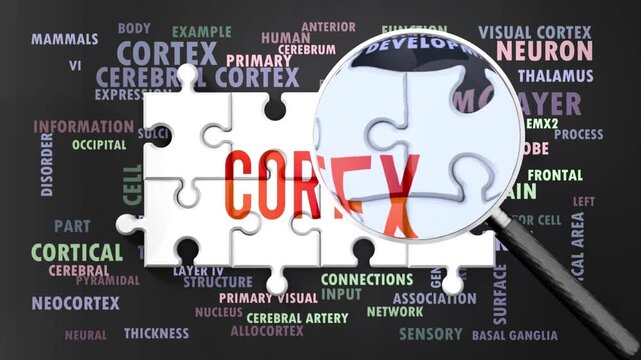 Cortex under magnifying glass, being researched, studied and examined. Most important subjects and ideas closely related to cortex presented as a word cloud. Complexity of cortex. Can be looped.