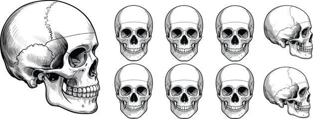 3 d rendered skulls from different angles showing bone structure and teeth 3d rendering anatomy © Hey world