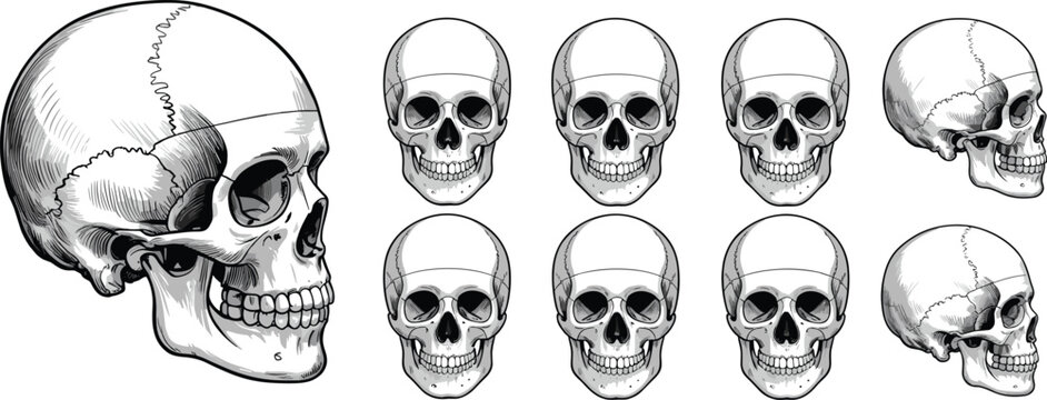 3 d rendered skulls from different angles showing bone structure and teeth 3d rendering anatomy