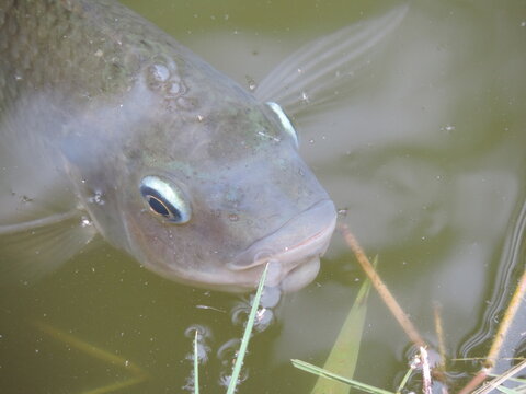 Tilapia um peixe de &aacute;gua doce com escamas, formato comprimido e cor cinzenta/prateada.