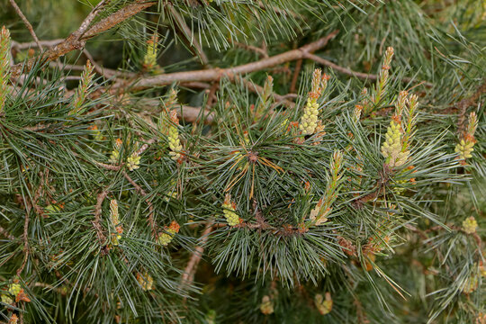 Bl&uuml;tenstand der Waldkiefer, Pinus sylvestris