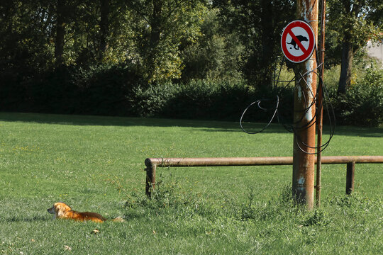 Ein Schild mit dem Zeichen Kein Hundeclo, Verkehrsschild 129