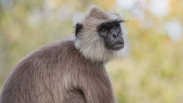 monkey face, Asian ash gray monkey portrait closeup face, isolated