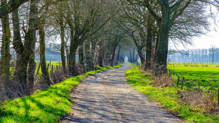 Fototapeta premium Curve dirt road disappears into distance between huge bare trees and farmland with abundant green grass, sunlight and small shadows reflect on ground, foggy winter day in Maaseik, Belgium