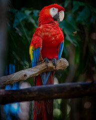 Scarlet macaw (Ara macao) © JuanPablo