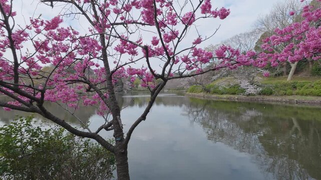 三ッ池公園の桜と池