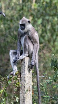 Monkey sit on pole, Asian ash black monkey hilarious pose, isolated on blur background 