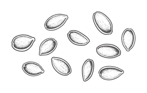 Hand drawn of scattered pumpkin seeds in black and white food ingredient organic