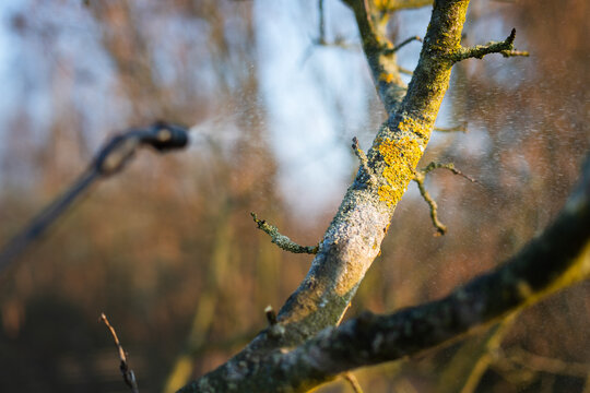 Lichen-covered tree branch being treated with a fine liquid spray from a garden nozzle.
