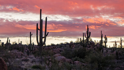 Colorful Desert Sunset Landscape With Saguaro Cactus Silhouetted And Big Boulders 