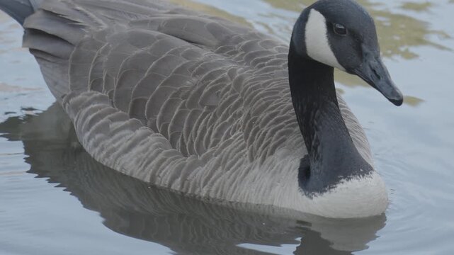 canada goose branta canadensis