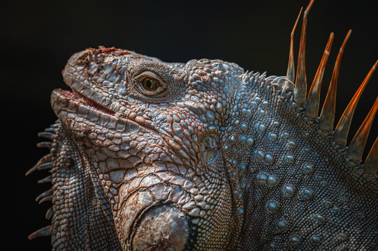 Green iguana (Iguana iguana)