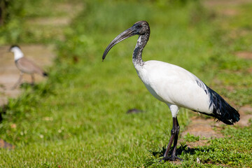 Fototapeta premium African sacred ibis standing on grass in Uganda